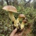 云南一手货源野生菌