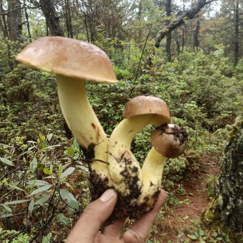 云南一手货源野生菌