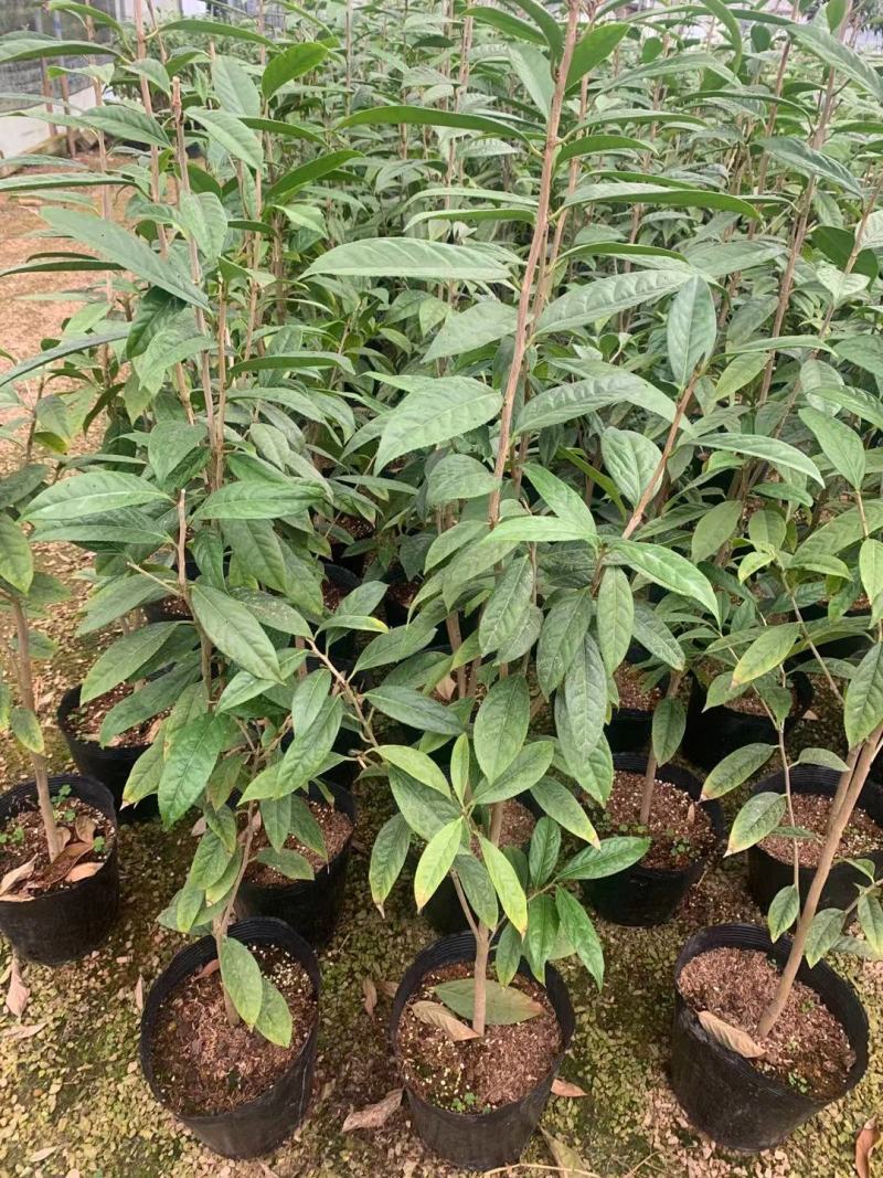 广西防城港金花茶苗金花茶金花茶杯苗金花茶大苗