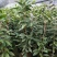 广西防城港金花茶苗金花茶金花茶杯苗金花茶大苗