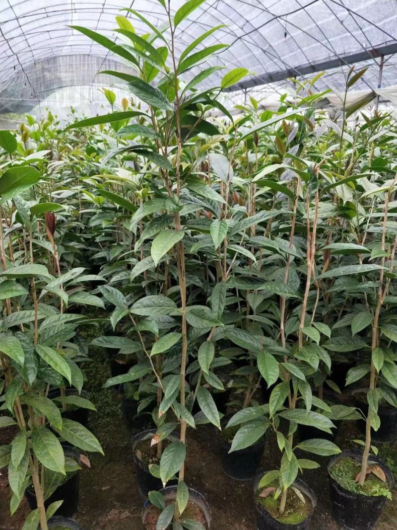广西防城港金花茶苗金花茶金花茶杯苗金花茶大苗