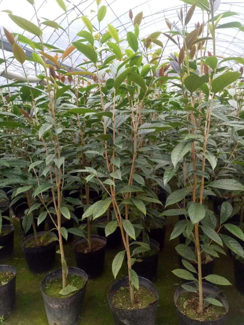广西防城港金花茶苗金花茶金花茶杯苗金花茶大苗