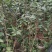 广西防城港金花茶苗金花茶金花茶杯苗金花茶大苗