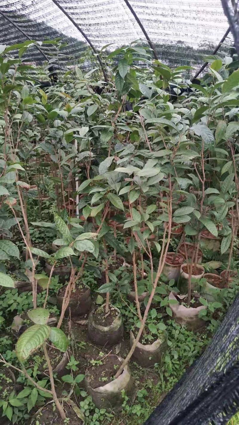 广西防城港金花茶苗金花茶金花茶杯苗金花茶大苗