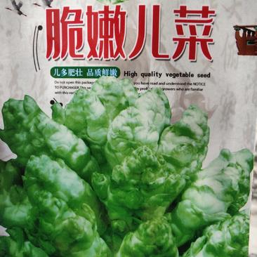 脆嫩儿菜种子，无苦味，甜味美，