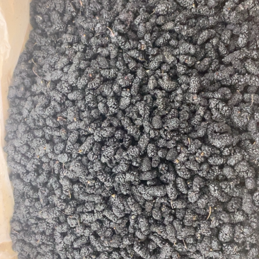 桑葚产地直卖欢迎选购，量大从优