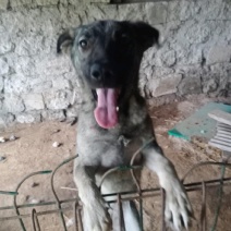 狼狗