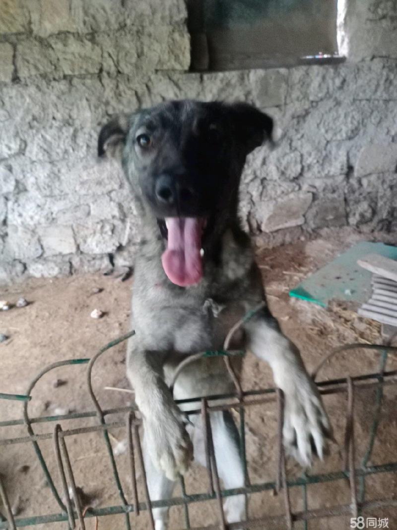 狼狗
