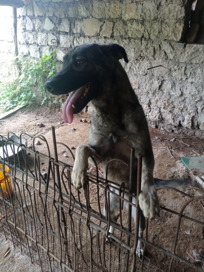 狼狗