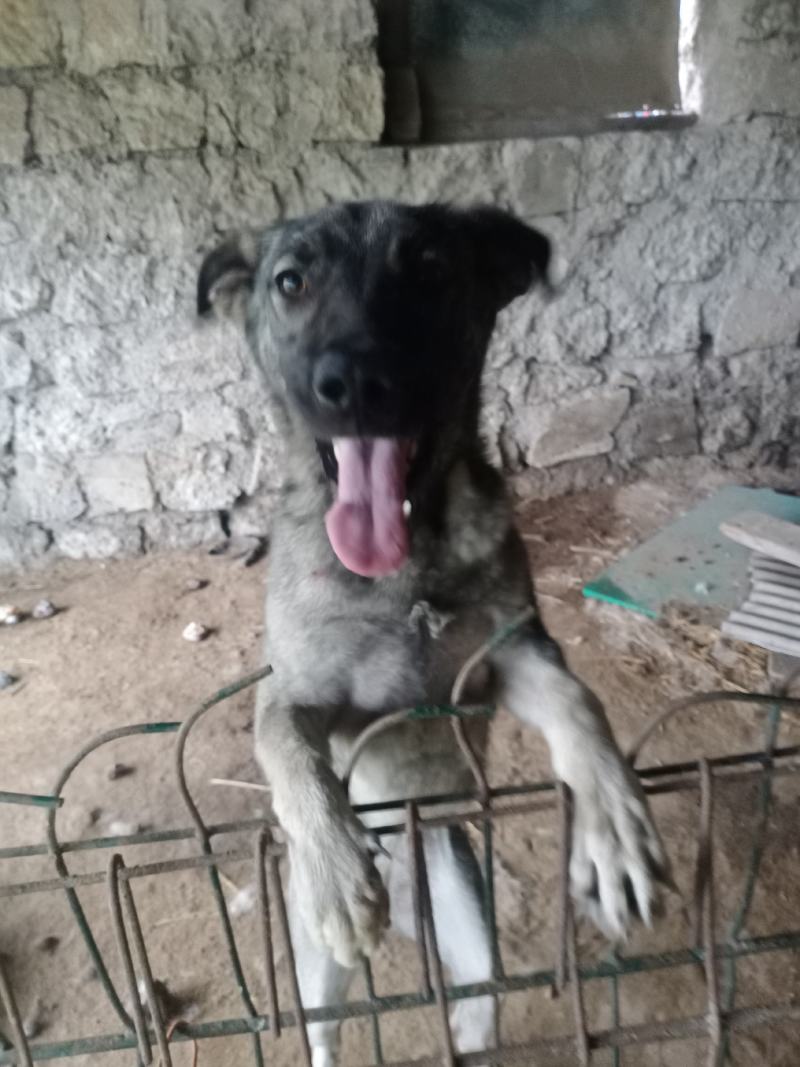 狼狗