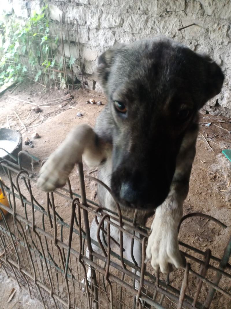 狼狗