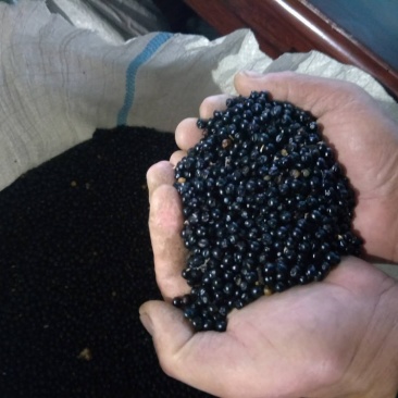 出售纯新射干种子颗粒饱满种植简单免费指导管理省事