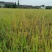 多彩贵州高峰特产十里香秋田小町王20kg/袋【原产地直发