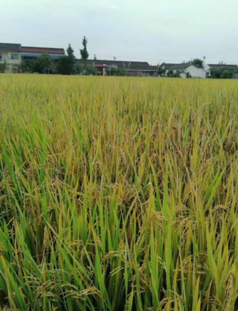 多彩贵州高峰特产十里香秋田小町王20kg/袋【原产地直发