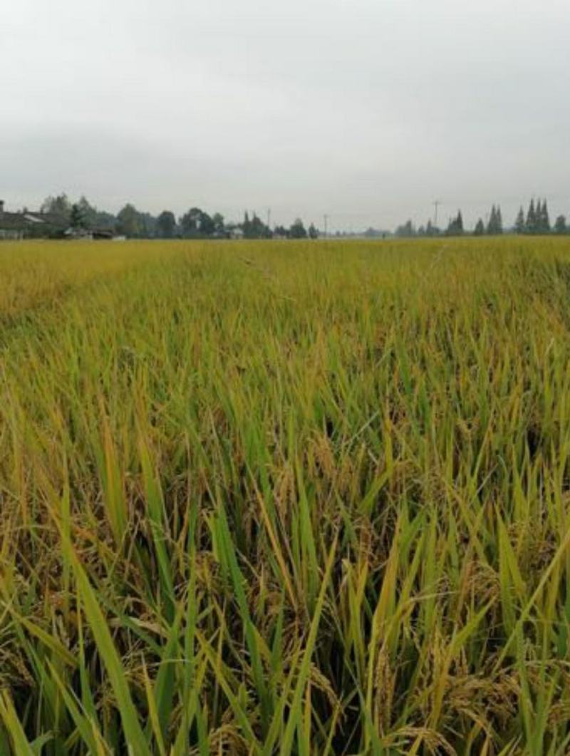 多彩贵州高峰特产十里香秋田小町王20kg/袋【原产地直发