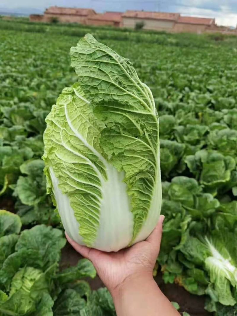 湖北精品黄心大白菜，大型基地，现砍现装，保质保量