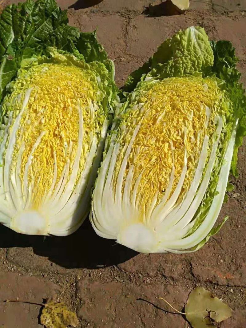 湖北精品黄心大白菜，大型基地，现砍现装，保质保量