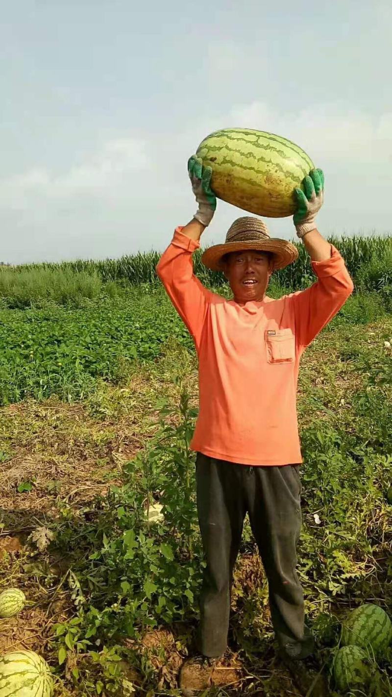 老农民种植西瓜十余载，每年上百亩西瓜欢迎各地老板来采购