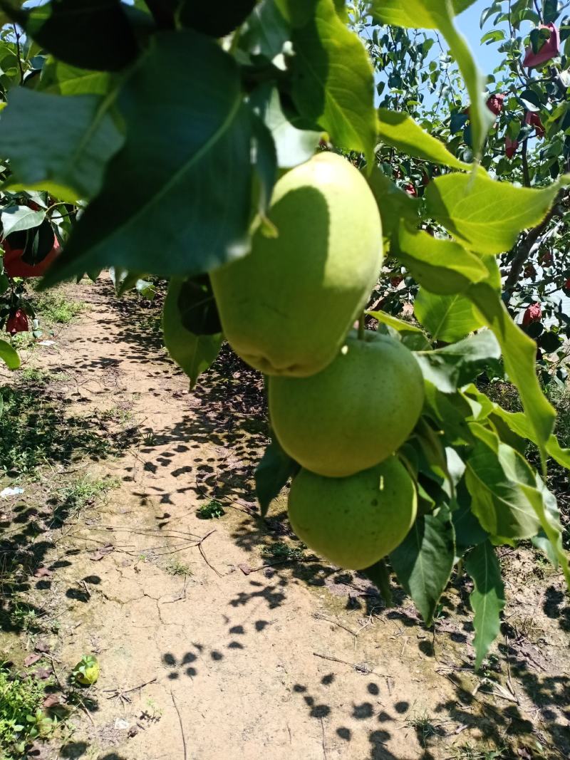 陕西蒲城早酥梨大量上市。