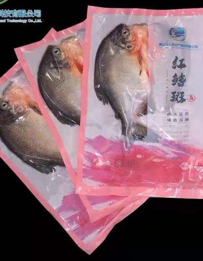 鸭嘴鲟