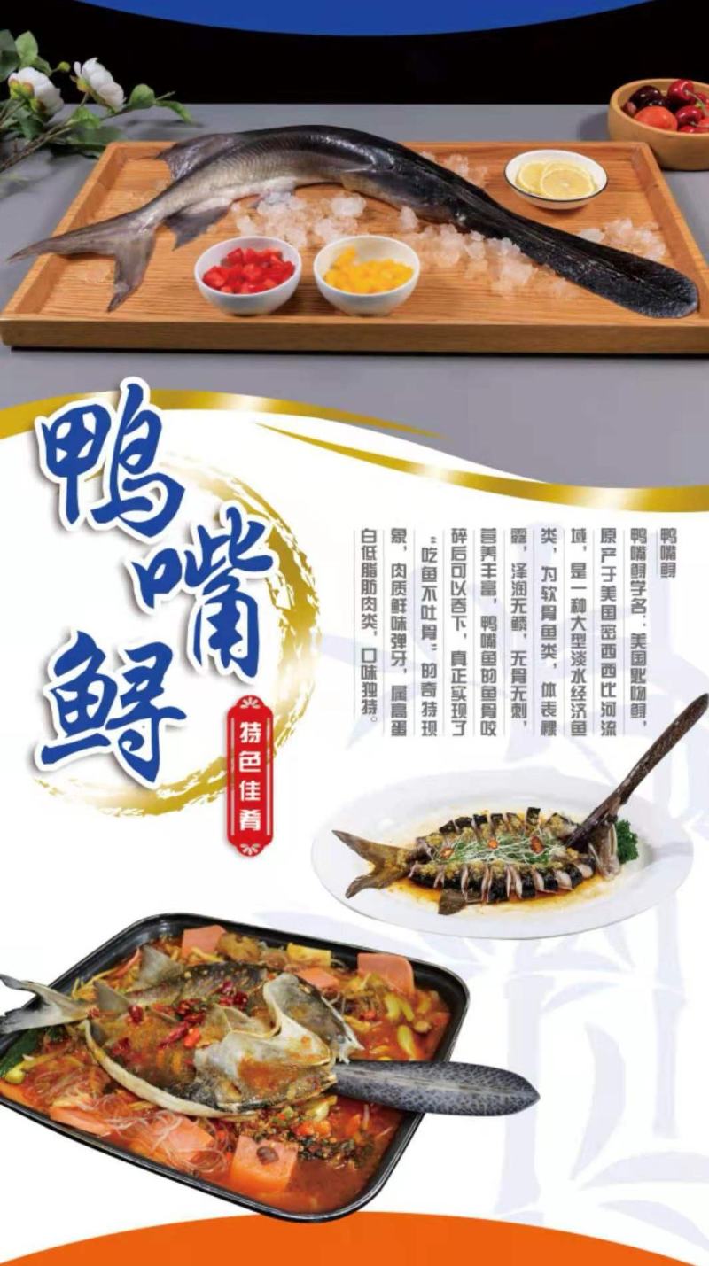 鸭嘴鲟
