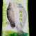 鸭嘴鲟