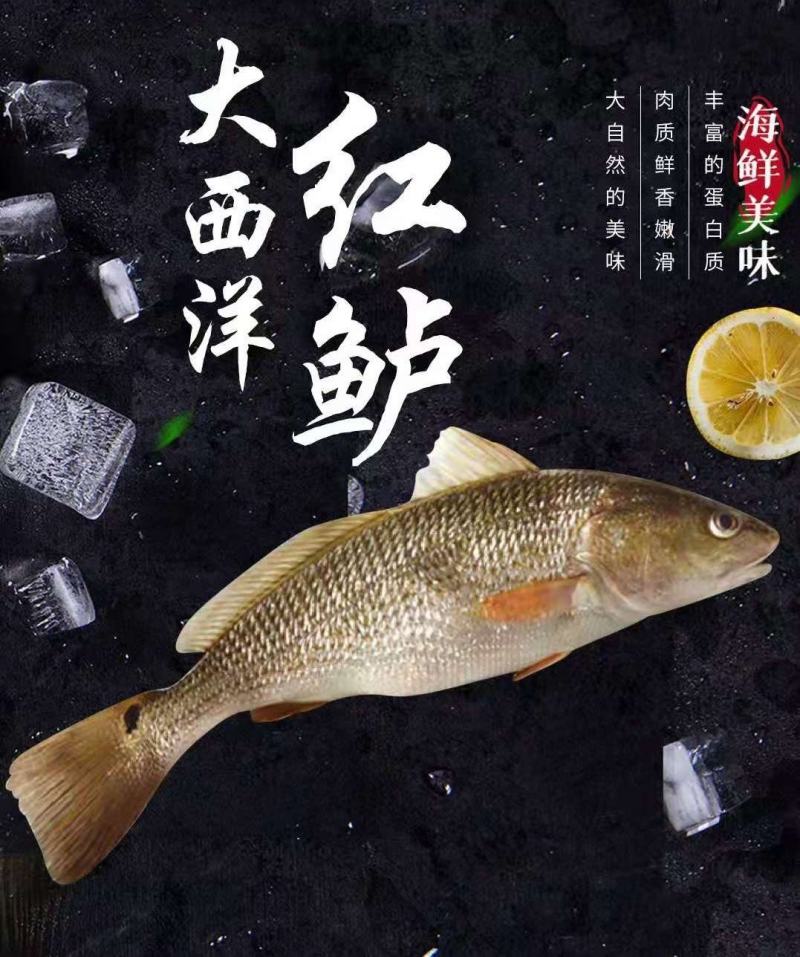 鸭嘴鲟