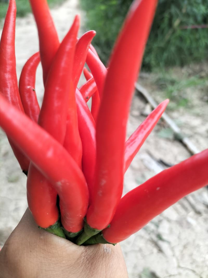 鲜辣椒天香90