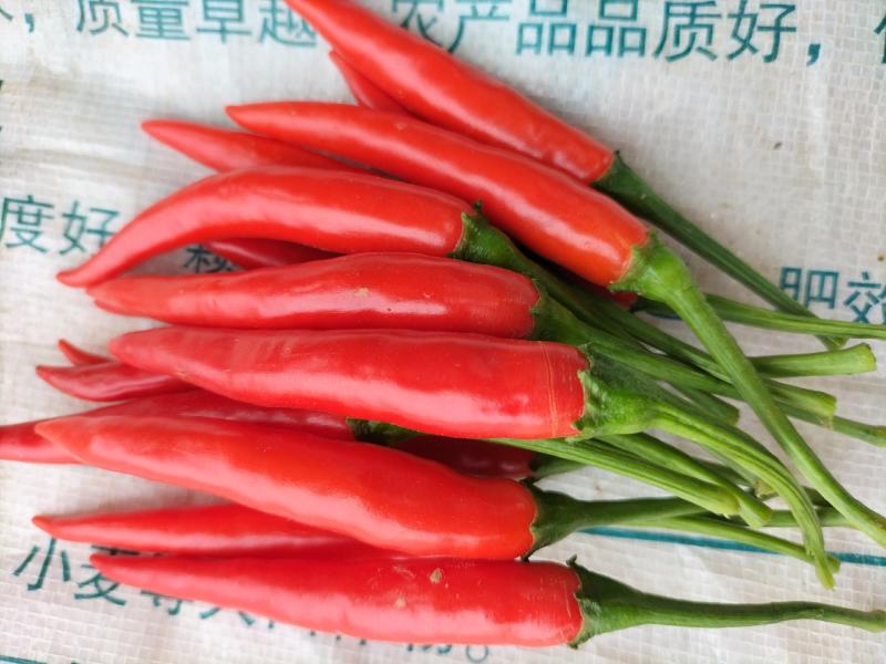 鲜辣椒天香90