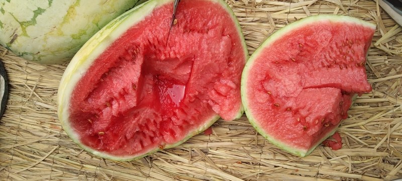 《畅销推荐》宁夏金城5号西瓜对接商超团购电商一条龙服务