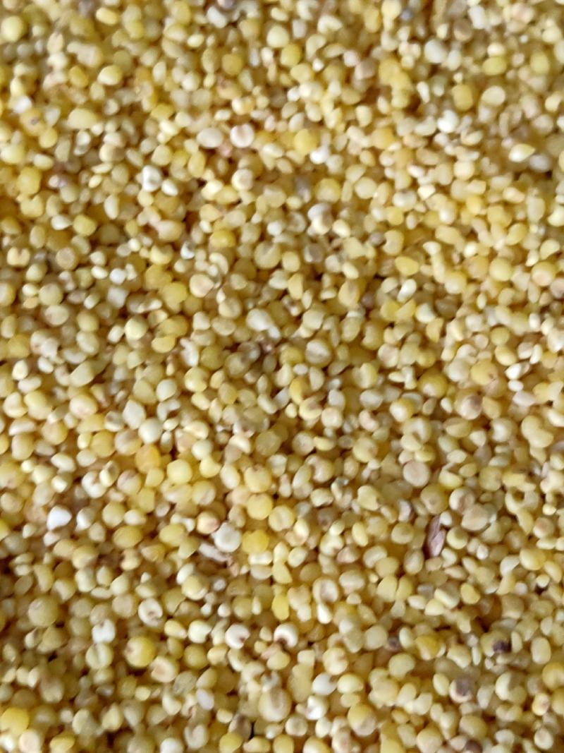 优质碎小米，干净无杂质量保证，量大从优，货源充足