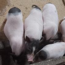 巴马香猪，一手货源，自繁自养，养殖成本低，繁殖快耐粗饲养