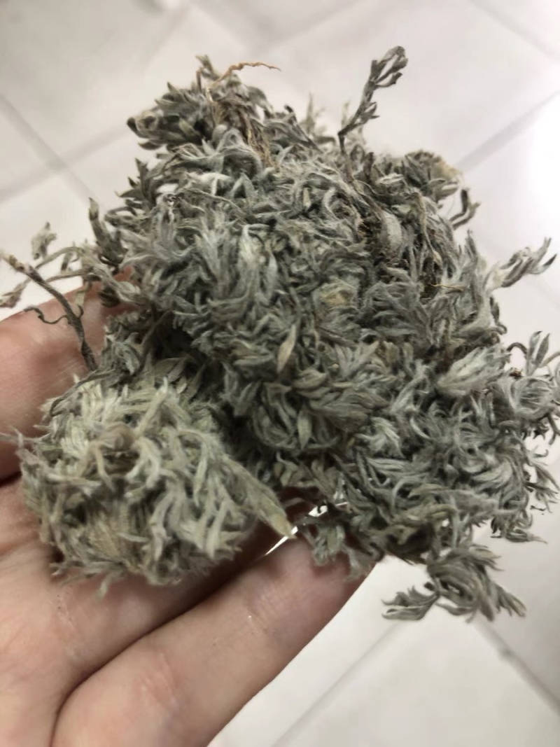 药材茵陈货品质量保证批发各种中药材
