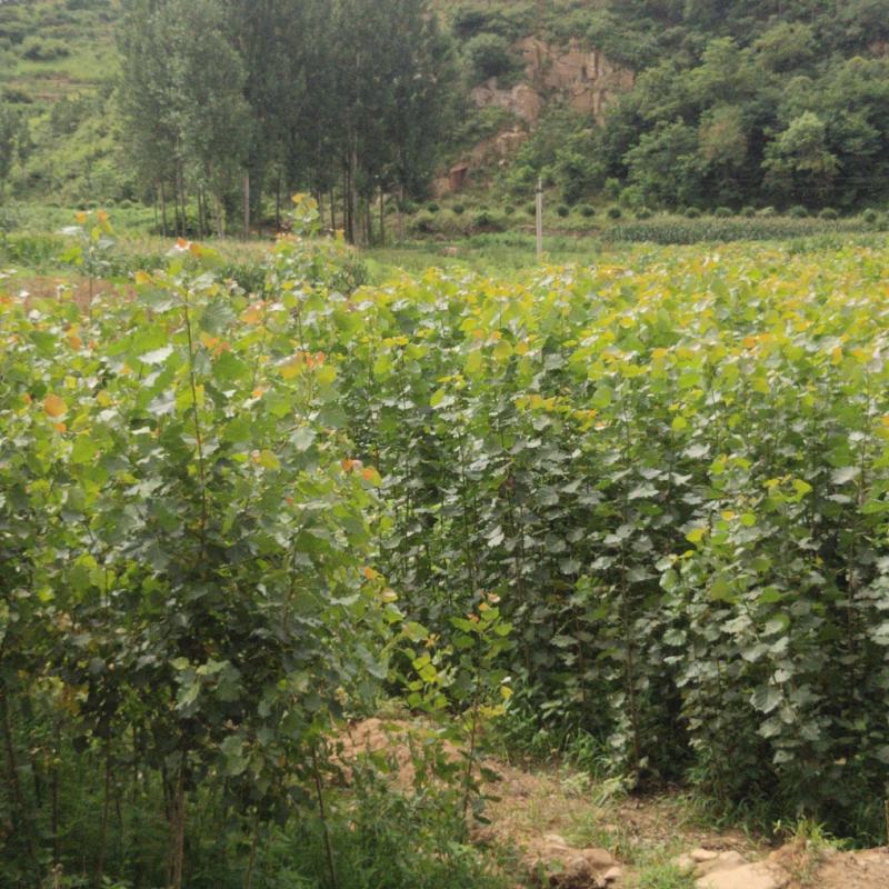 莱芜速生杨基地