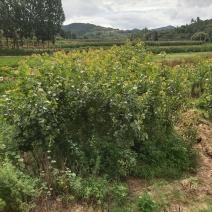 莱芜速生杨基地