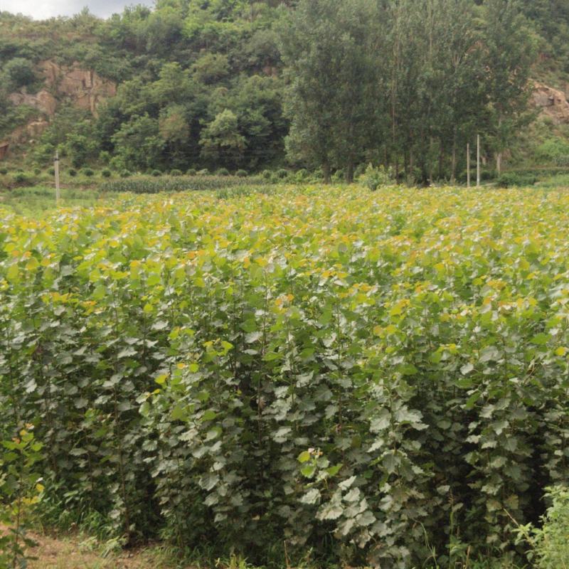 莱芜速生杨基地