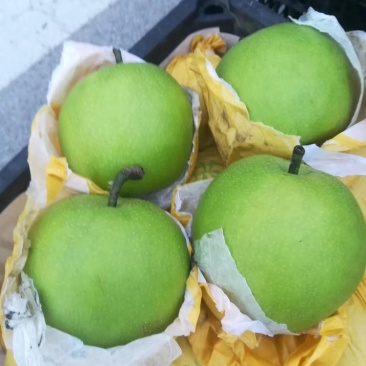 精品翠玉梨，翠冠，苏梨一号等各种梨大量供用中，一手货源