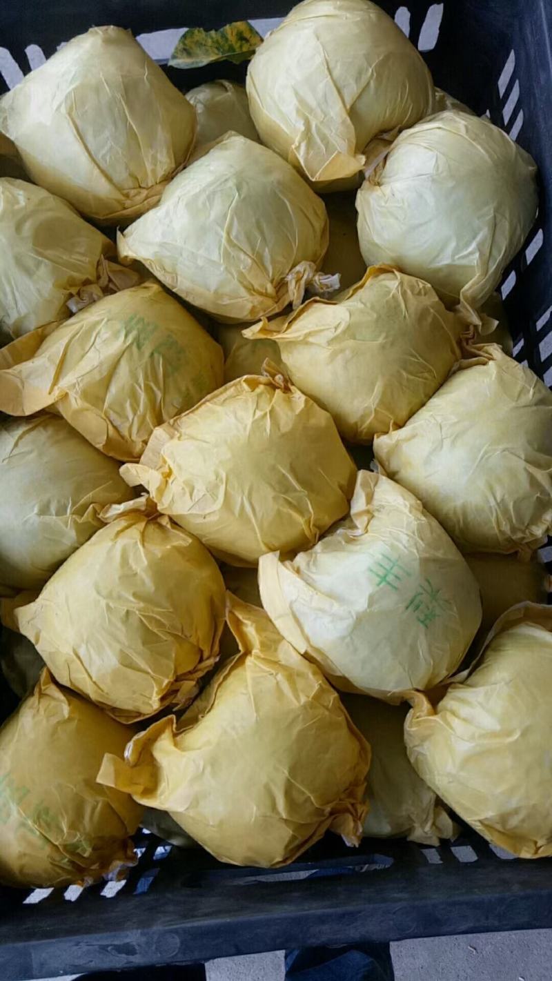 精品翠玉梨，翠冠，苏梨一号等各种梨大量供用中，一手货源