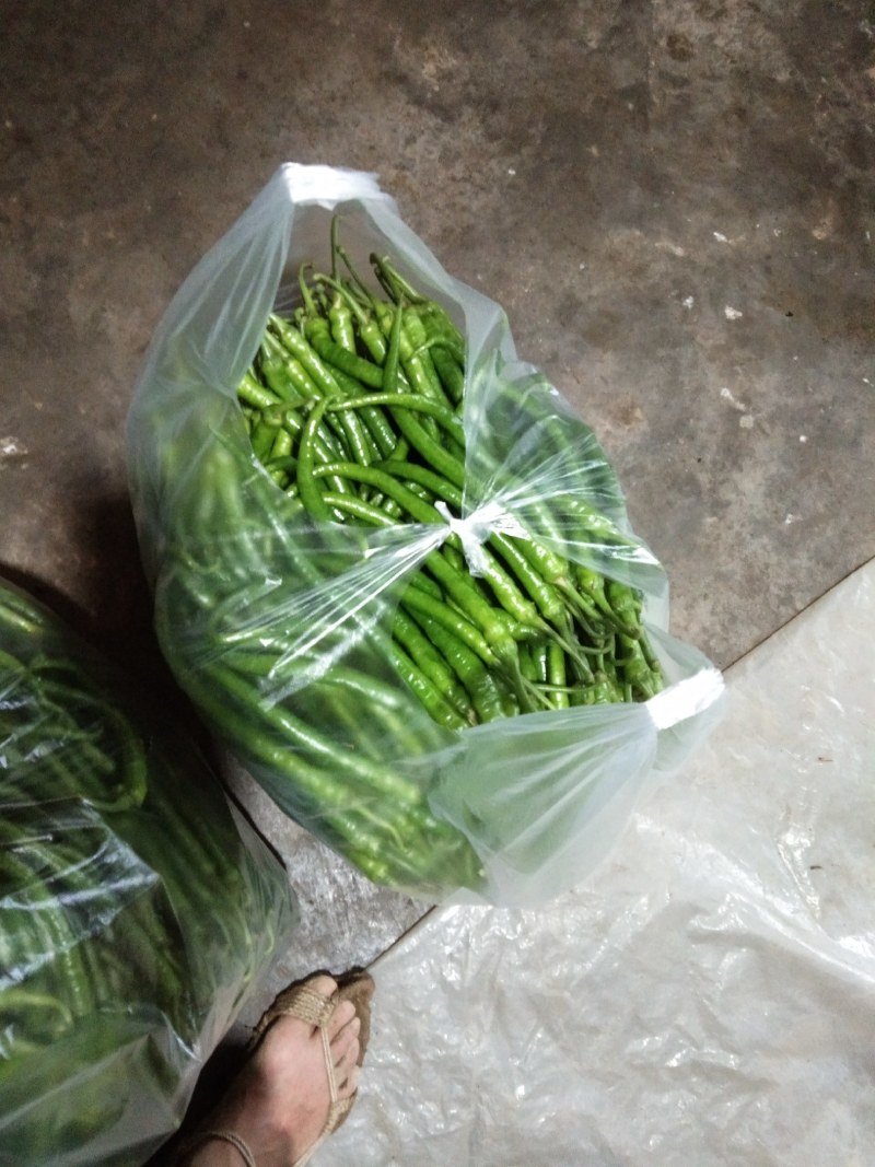 湖北恩施利川市8号线椒-鲜辣椒-线椒