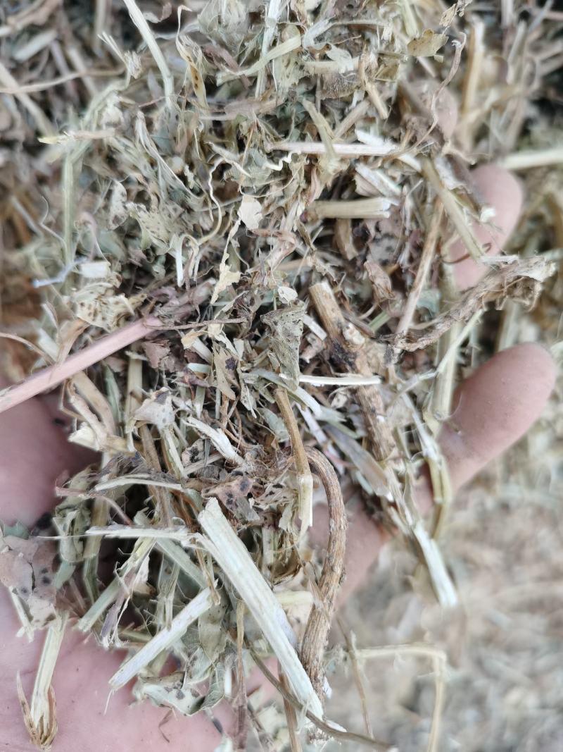 优质无土无膜无霉变花生秧