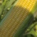 水果玉米大量供应可供电商、超市质量保证诚信代办