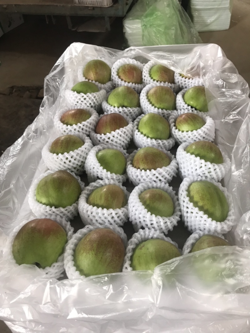 新梨七号梨大量下树中
