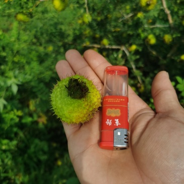 贵州六盘水二号刺梨