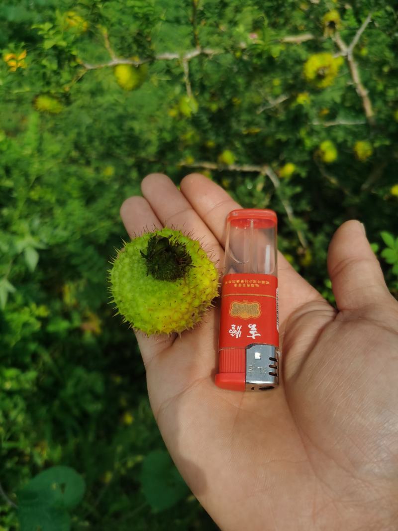 贵州六盘水二号刺梨