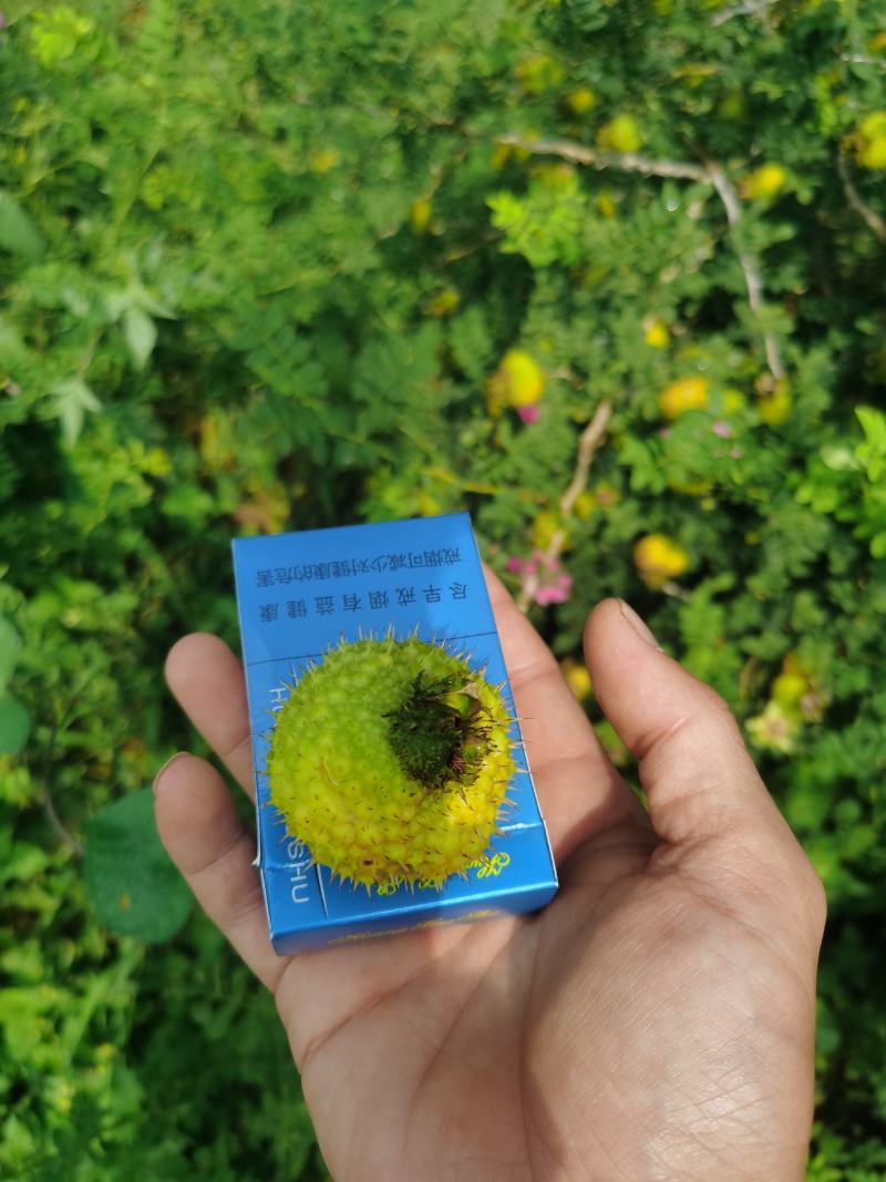 贵州六盘水二号刺梨