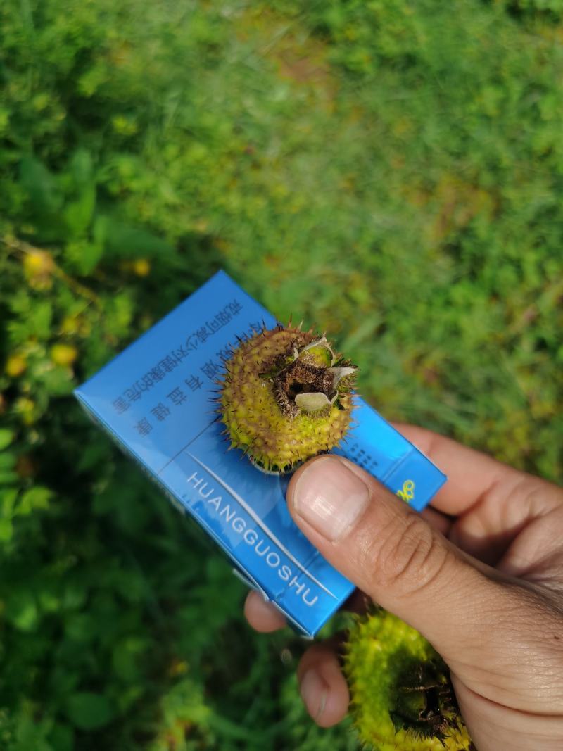 贵州六盘水二号刺梨