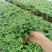 120#110#规格青叶花叶常春藤基地直销批发