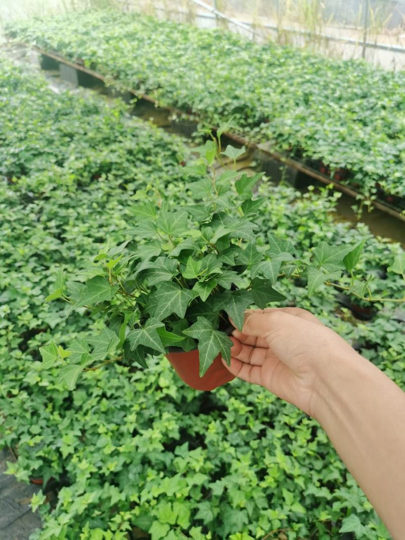 120#110#规格青叶花叶常春藤基地直销批发