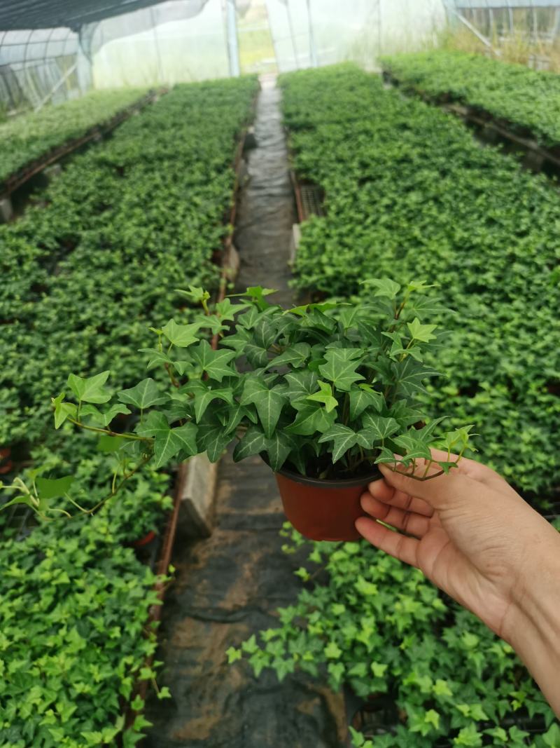 120#110#规格青叶花叶常春藤基地直销批发