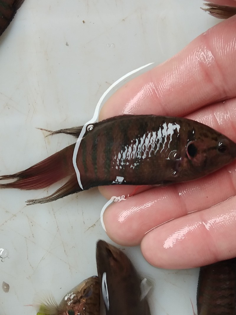 斗鱼苗1~4公分、观赏鱼类大量供应